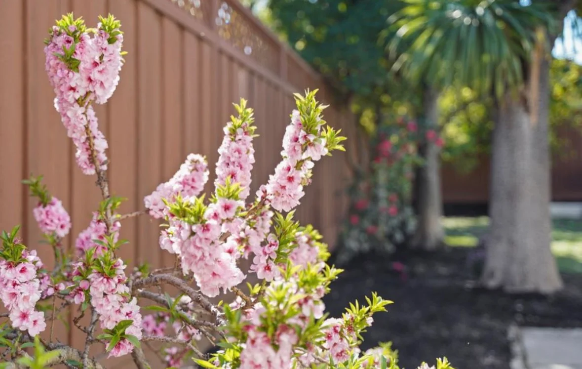 Pink flowering shrubs with new hardscape pathway and mature trees in background